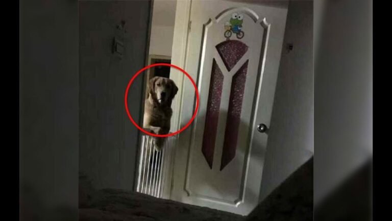 A Man Noticed That His Dog Watched Him Sleep Each