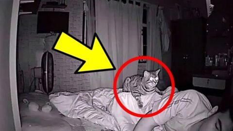 Cat Wont Stop Staring At Dad All Night, Dad Checks