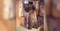 Cute Domestic Bear Wraps Owner In A Big Cuddly Bear Hug.jpg