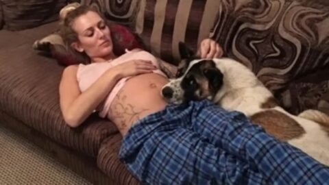 Pregnant Woman’s Dog Wouldn’t Stop Barking At Her Belly Then