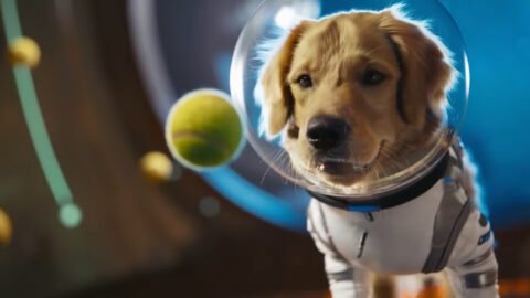 Sora 2 Chien