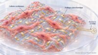 Human heart cells power ultra fine electronic mesh.jpg